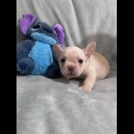 French Bulldog - Dogs