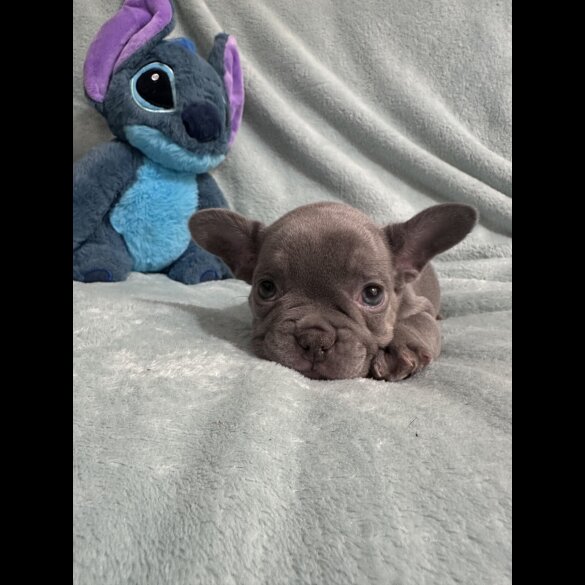 French Bulldog - Dogs