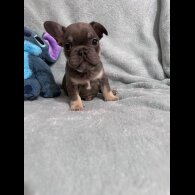 French Bulldog - Dogs