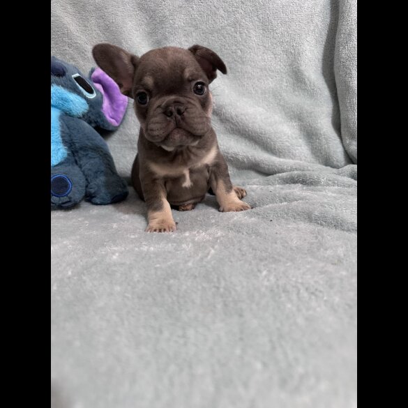 French Bulldog - Dogs