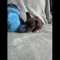 French Bulldog - Dogs