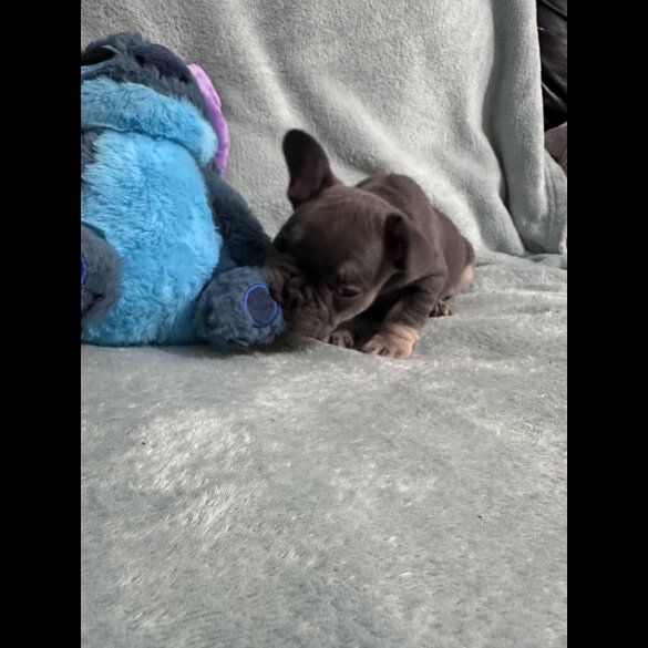 French Bulldog - Dogs