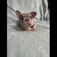 French Bulldog - Dogs