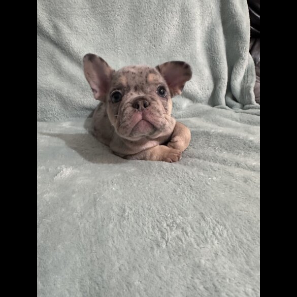 French Bulldog - Dogs