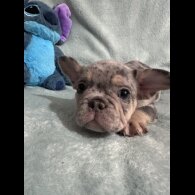 French Bulldog - Dogs