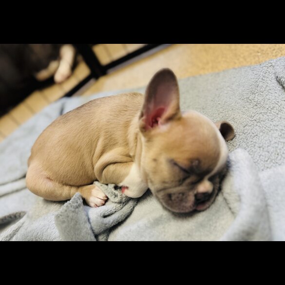 French Bulldog - Bitches