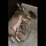 French Bulldog - Both