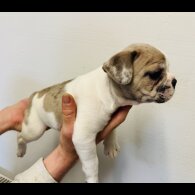 French Bulldog - Bitches