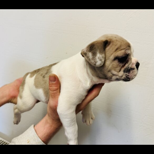 French Bulldog - Bitches
