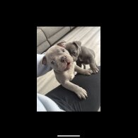 French Bulldog - Bitches