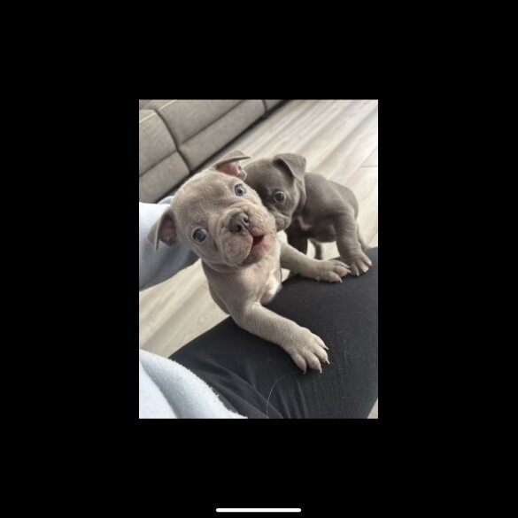 French Bulldog - Bitches