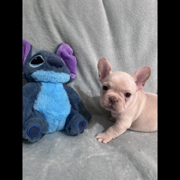 French Bulldog - Dogs