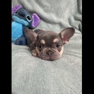 French Bulldog - Dogs