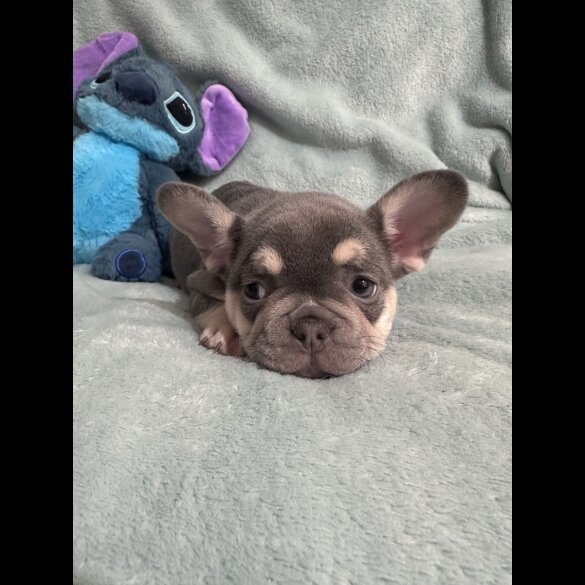 French Bulldog - Dogs