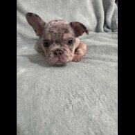 French Bulldog - Dogs