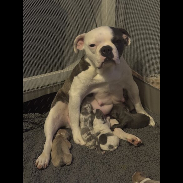 French Bulldog - Bitches