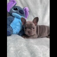 French Bulldog - Dogs