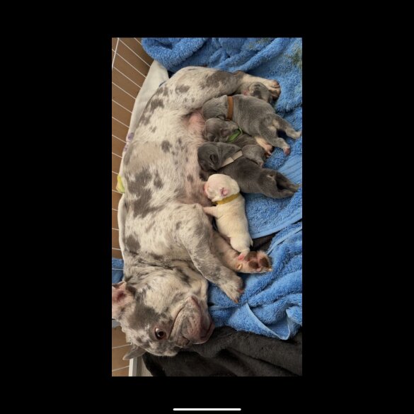 French Bulldog - Dogs