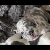 French Bulldog - Bitches