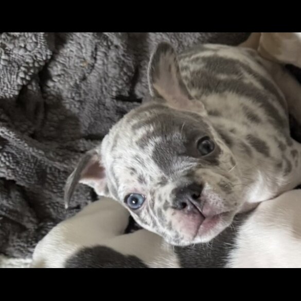 French Bulldog - Bitches