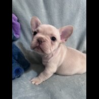 French Bulldog - Dogs