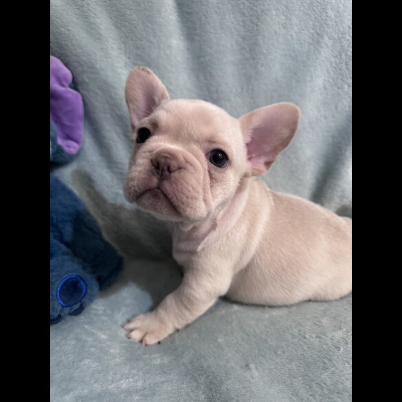 French Bulldog - Dogs