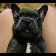 French Bulldog - Bitches