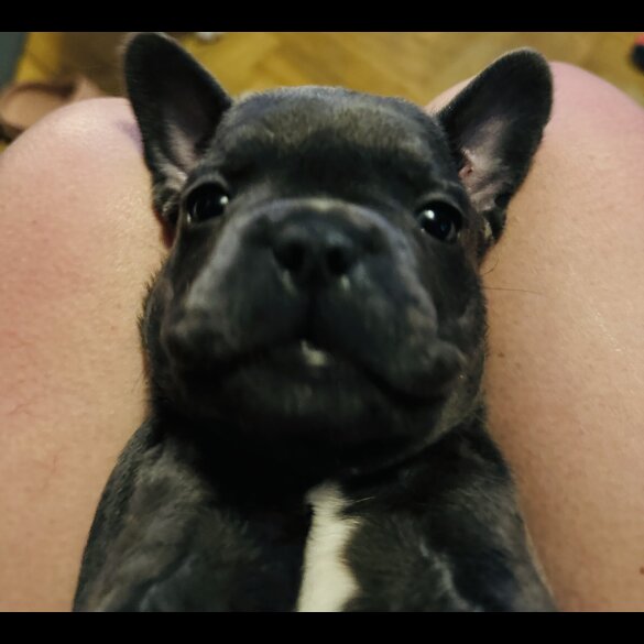 French Bulldog - Bitches