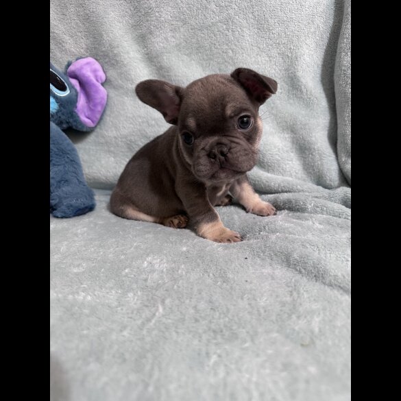 French Bulldog - Dogs