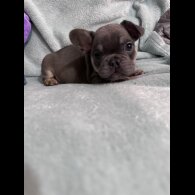 French Bulldog - Dogs