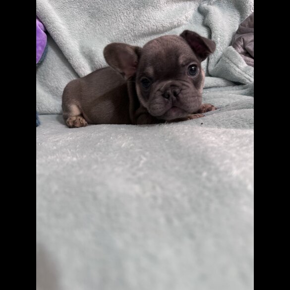 French Bulldog - Dogs