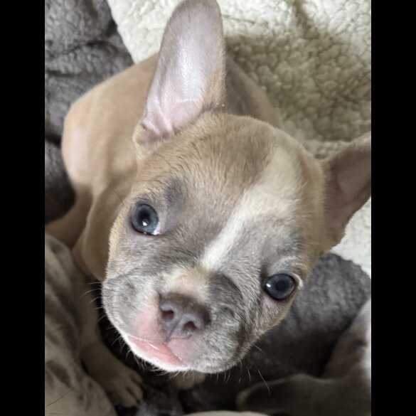 French Bulldog - Bitches