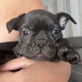 French Bulldog - Bitches
