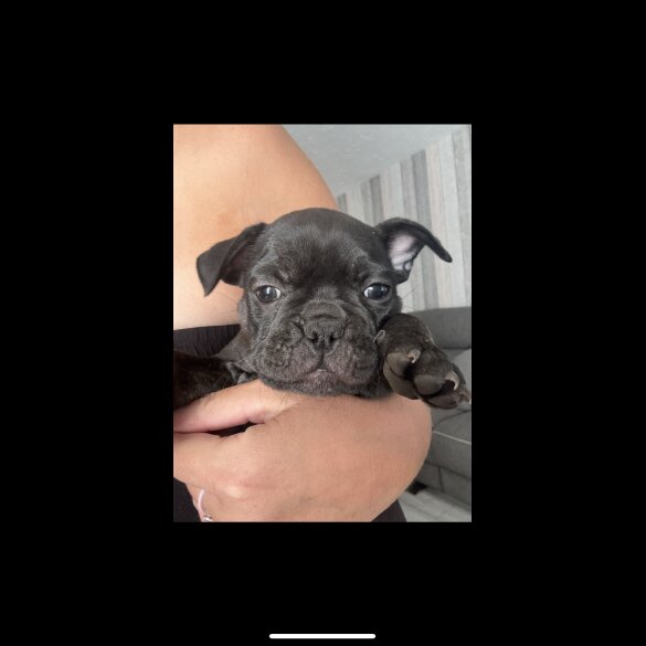 French Bulldog - Bitches