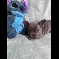 French Bulldog - Dogs
