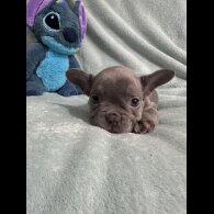 French Bulldog - Dogs