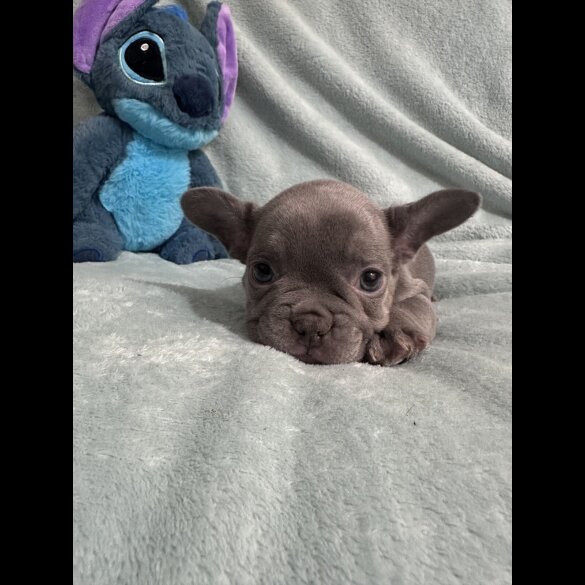 French Bulldog - Dogs