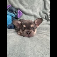 French Bulldog - Dogs