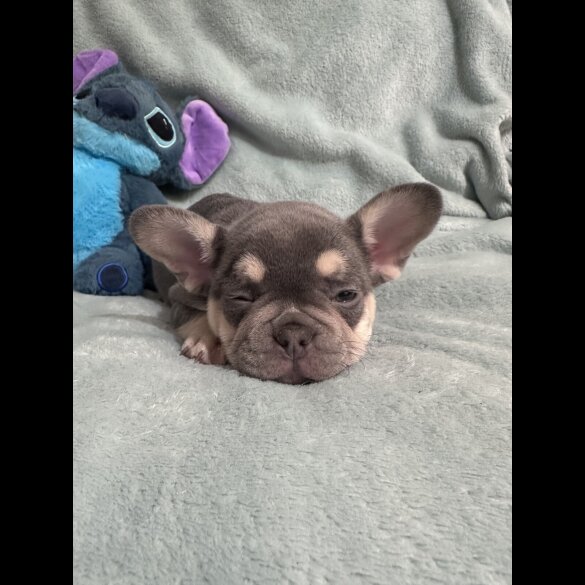 French Bulldog - Dogs