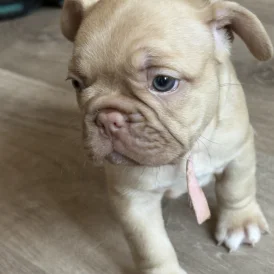 French Bulldog - Both