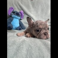 French Bulldog - Dogs
