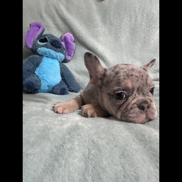 French Bulldog - Dogs