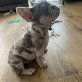 French Bulldog - Both
