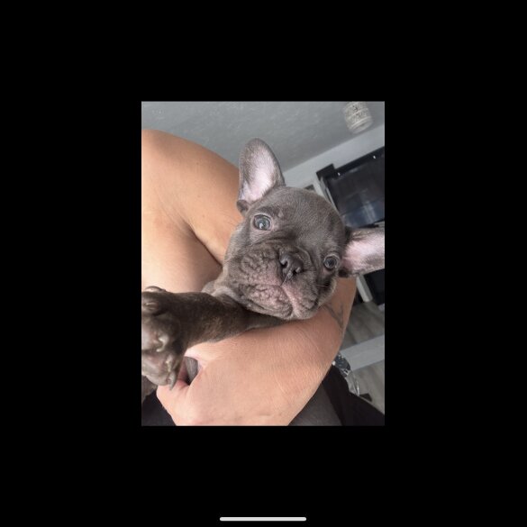 French Bulldog - Bitches