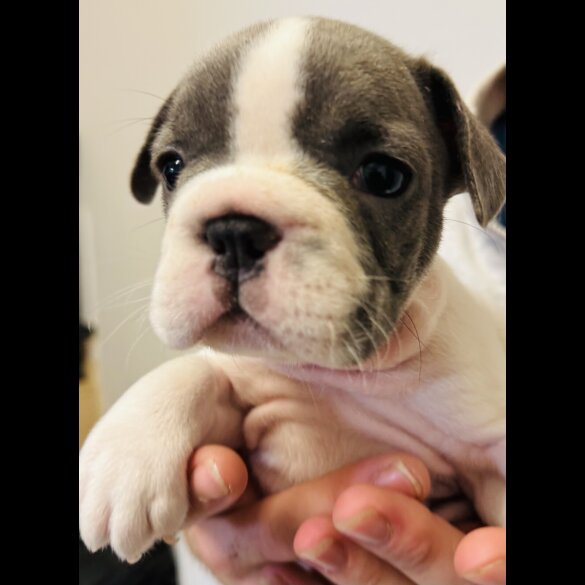 French Bulldog - Bitches