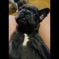 French Bulldog - Bitches