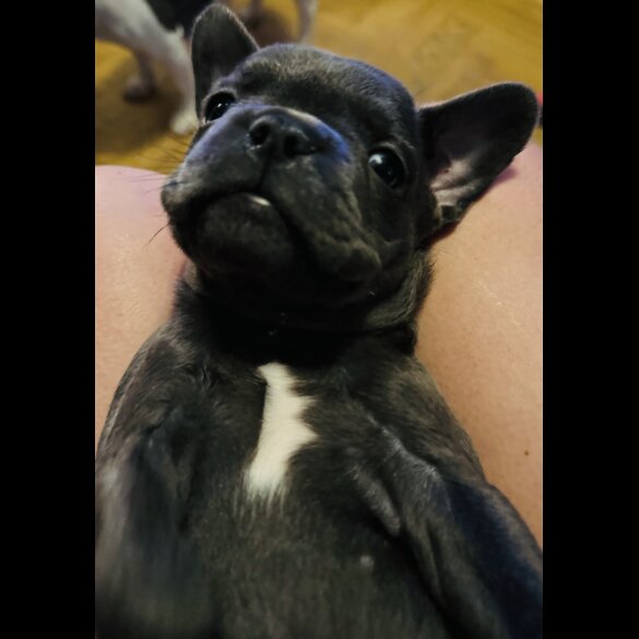 French Bulldog - Bitches