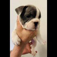 French Bulldog - Bitches