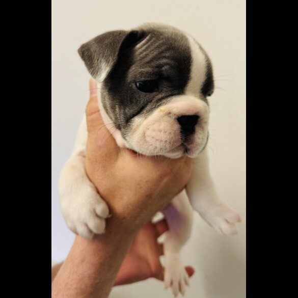 French Bulldog - Bitches