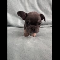 French Bulldog - Dogs